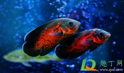 竹炭放鱼缸什么位置(木炭放鱼缸)