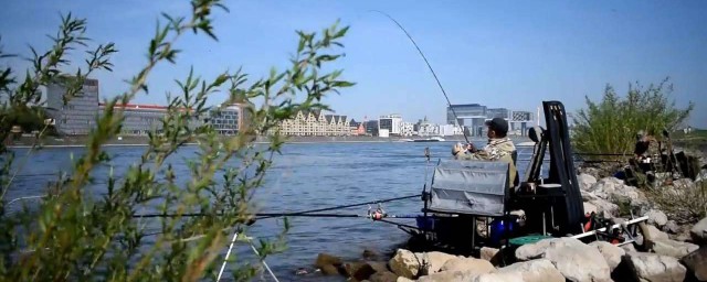 蓝鲫速攻九一八如何搭配才能钓的更多?(蓝鲫速攻九八一野钓比例加水)