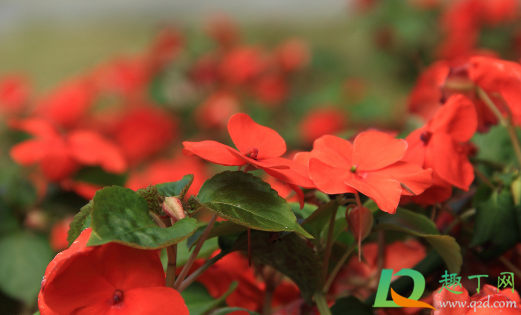 阴暗角落适合养什么花(阴暗的房间养什么花好) 阴暗角落适合养什么花(阴暗的房间养什么花好)