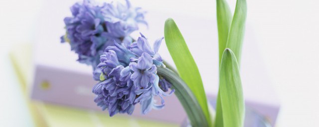 光合作用的反应过程是怎样的(光合作用包括什么反应和什么反应)