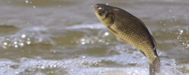 冬季鲫鱼不开口的解决方法(夏季鲫鱼不开口)