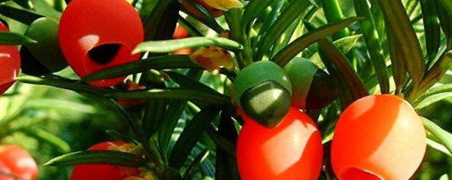 养红豆杉的5个注意方向(养红豆杉的好处)