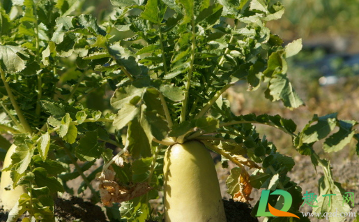 烂掉的萝卜能当肥料吗(种萝卜要不要肥料) 烂掉的萝卜能当肥料吗(种萝卜要不要肥料)