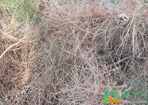 发黄的松针能垫盆底养花不(松针可以直接垫盆底吗) 发黄的松针能垫盆底养花不(松针可以直接垫盆底吗)