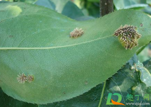 梨树叶子老长小刺是怎么回事(梨树叶子上长毛刺) 梨树叶子老长小刺是怎么回事(梨树叶子上长毛刺)