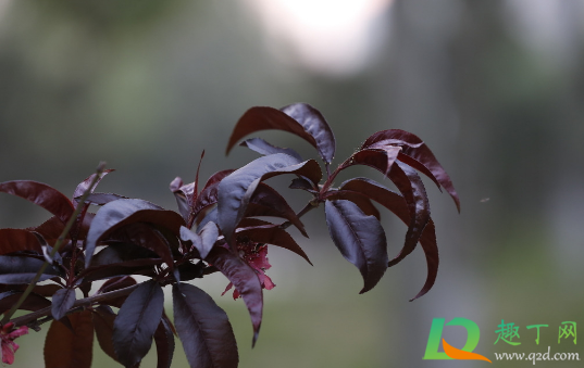 桃树叶子咋老发黄(桃树小叶子发黄)