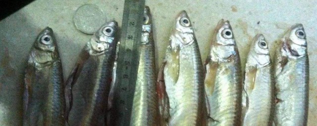 台钓应该如何钓餐条(钓鱼 餐条)