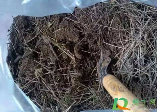 松针拌在土里面能种菜吗(松针土可以种香菜吗)