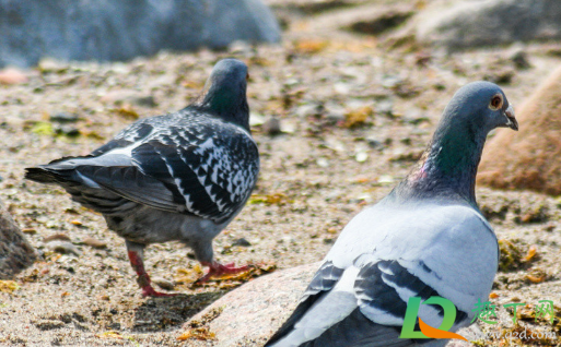 鸽子粪晒干就可以用么(晒干的鸽子粪怎么发酵) 鸽子粪晒干就可以用么(晒干的鸽子粪怎么发酵)
