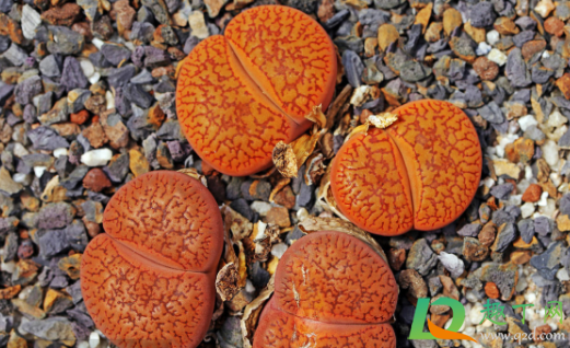 生石花潮土上盆还是干土(生石花潮土上盆,什么时候可以再浇水)