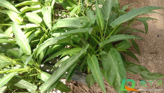 扦插的空心菜为什么长不好(空心菜怎样扦插)