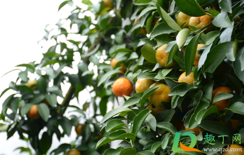 沙糖桔什么时候喷着色剂(沙糖桔什么时候打着色) 沙糖桔什么时候喷着色剂(沙糖桔什么时候打着色)