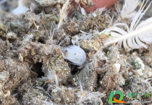 晒干的鸽子粪怎么发酵(鸽子粪发酵好了后怎样存放好)