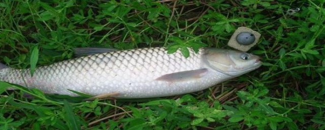 面粉钓大鲫鱼方法(面粉鲫鱼饵料)