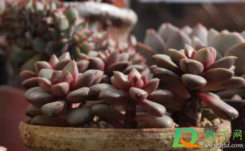 海琳娜多肉好出状态吗(海琳娜多肉状态图片)