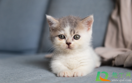 梦见猫是什么预兆(梦见猫是什么预兆周公解梦梦见猫交配)