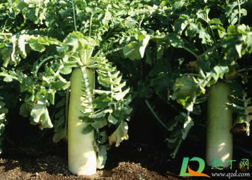 烂掉的萝卜能当肥料吗(种萝卜要不要肥料) 烂掉的萝卜能当肥料吗(种萝卜要不要肥料)