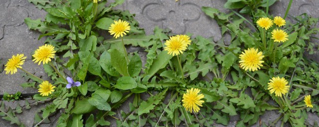 强壮身体助消化