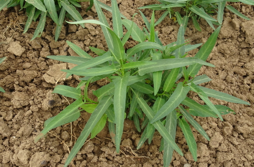 空心菜需要每天浇水吗(空心菜苗每天要浇水吗)