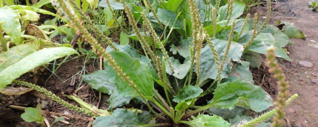 车前子有什么好处(车前子有哪些好处)