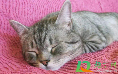 中午趴着睡觉有什么坏处(午觉趴着睡觉有什么坏处)