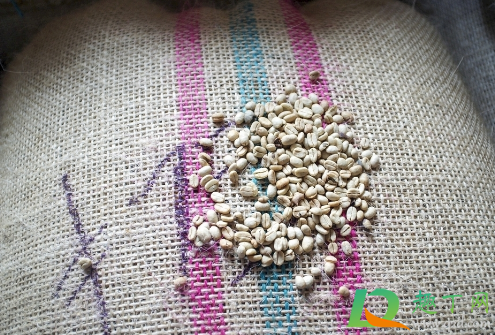 薏米怎么吃最除湿(薏米怎么吃最除湿减肥能吃红豆么)