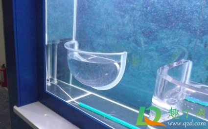 竹炭放鱼缸什么位置(木炭放鱼缸)