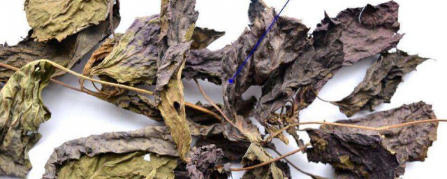 紫苏叶的功效与作用有哪些呢(紫苏叶的功效与作用)