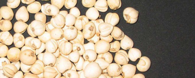 川贝母有什么作用呢(川贝母起什么作用)