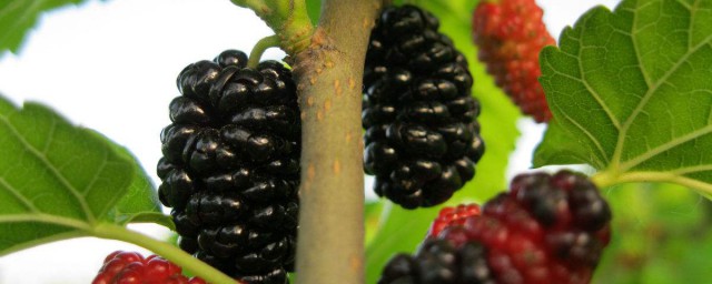 下面为大家一一解答(上述问题将由我为大家进行解答)