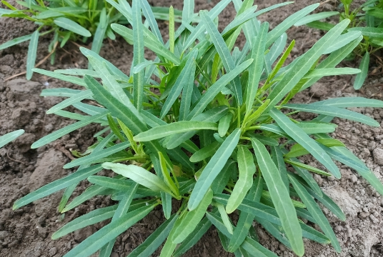 空心菜需要每天浇水吗(空心菜苗每天要浇水吗)