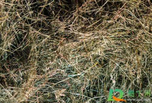 松针和土混合后能养花吗(松针土种花还需要施肥吗?)