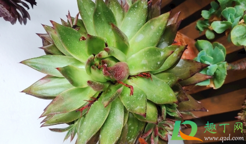 晾根后的多肉种植要不要浇水(多肉晾根后怎么种植)