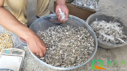 晒干的鸽子粪怎么发酵(鸽子粪发酵好了后怎样存放好) 晒干的鸽子粪怎么发酵(鸽子粪发酵好了后怎样存放好)