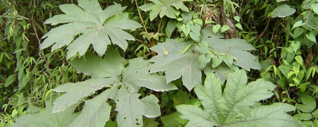 做一个介绍(做一个介绍家庭活动的演讲)