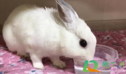 兔子喝水怎么喂(怎样喂小兔子喝水)