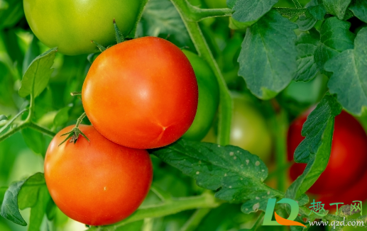 西红柿发酵后可以浇花吗(西红柿发酵养花)