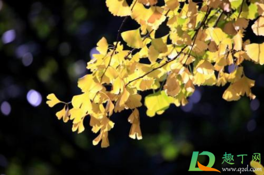 2020年秋天是几月份到几月份(2020秋季时间几月到几月) 2020年秋天是几月份到几月份(2020秋季时间几月到几月)