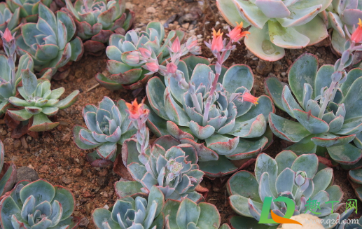 多肉小苗可以不修根上盆吗(多肉小苗移盆要修根吗) 多肉小苗可以不修根上盆吗(多肉小苗移盆要修根吗)