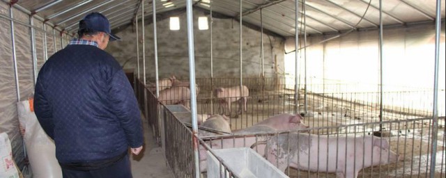 在农村养猪的条件(农村农民可以养猪吗)