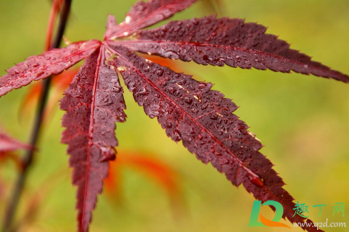 2020年秋天会冷吗(今年冬天会冷吗2020年)