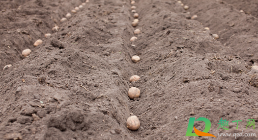 马铃薯种植能用草木灰吗(请问怎样在栽种红薯的时候使用草木灰?)