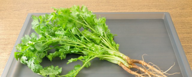 常吃香菜有什么养生价值(吃香菜有什么营养价值)