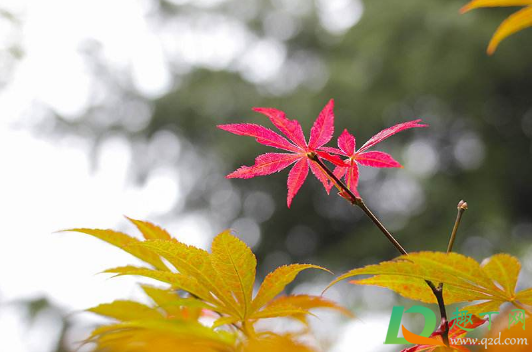 2020年秋天会冷吗(今年冬天会冷吗2020年)