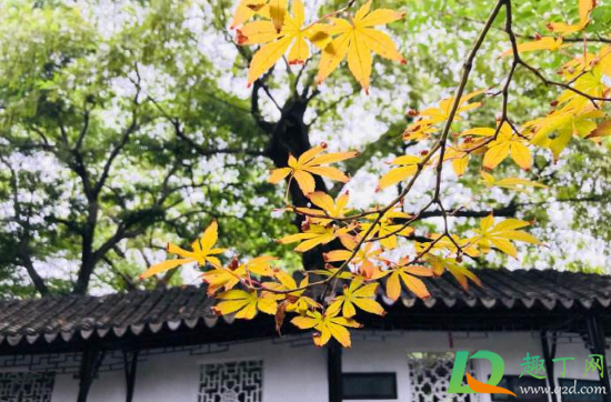 2020年秋天来的早吗(2020年春天来的早吗)