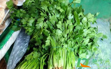 香菜种子冰箱催芽要冷藏多少天(香菜种子冷冻催芽) 香菜种子冰箱催芽要冷藏多少天(香菜种子冷冻催芽)