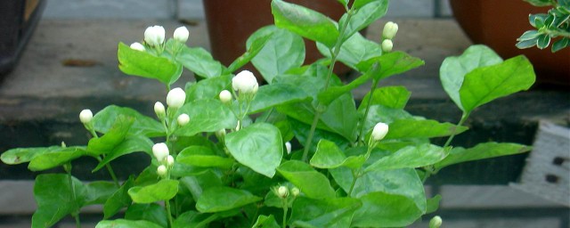 茉莉花的养殖方法(茉莉花的养殖方法和浇水)