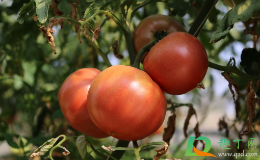 西红柿做肥料不发酵可以用吗(西红柿做花肥发酵多久)