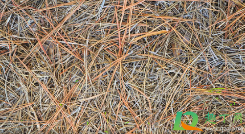 松针和土混合后能养花吗(松针土种花还需要施肥吗?)