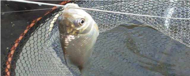 怎么钓鲫鱼(怎么钓鲤鱼用什么饵)